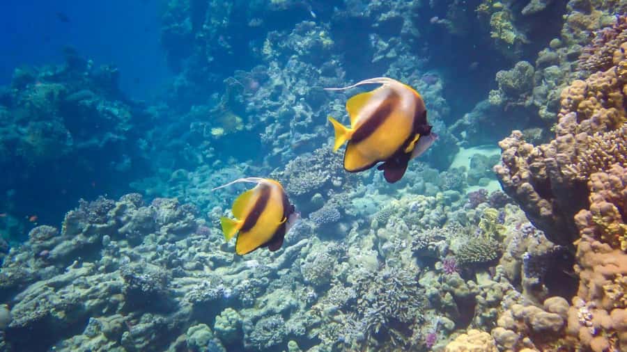 Hurghada: 3 Islands, Dolphins & Snorkel Yacht Trip w/ Lunch - Getting from your hotel to the harbor