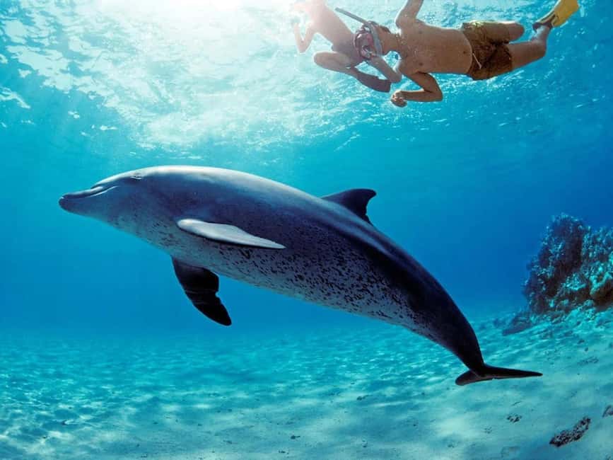 Hurghada: Dolphin Watching Boat Tour with Snorkeling & Lunch - Is $25 really good value?