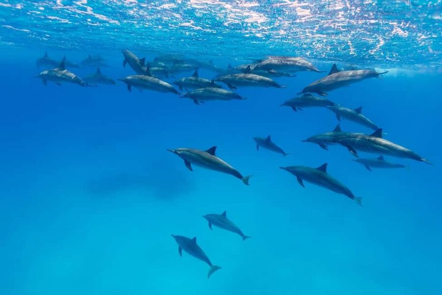 Hurghada: Dolphin Watching Boat Tour with Snorkeling & Lunch - Practical booking advice for Hurghada