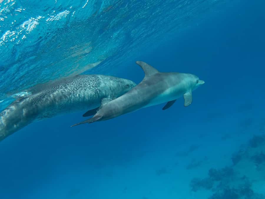 Hurghada: Royal Luxury VIP Cruise to Orange Bay with Lunch - A massage and a splash of water sports