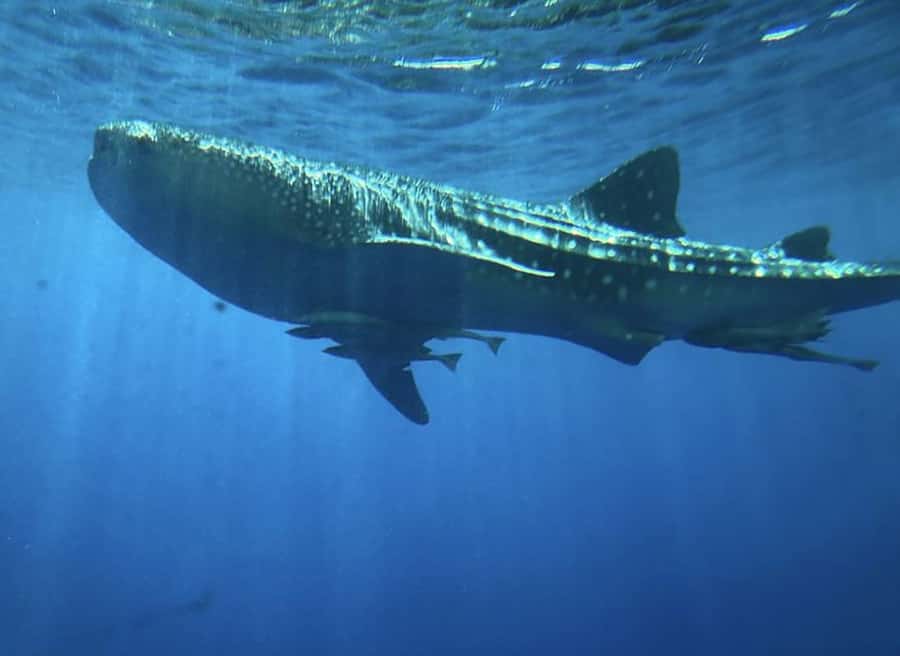 Hurghada: Royal Seascope Submarine Cruise with Snorkel Stop - Food, drinks, photos, and extra costs