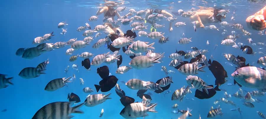 Hurghada: White Island Speedboat Tour, Snorkeling, & Lunch - Should you book the White Island speedboat tour?