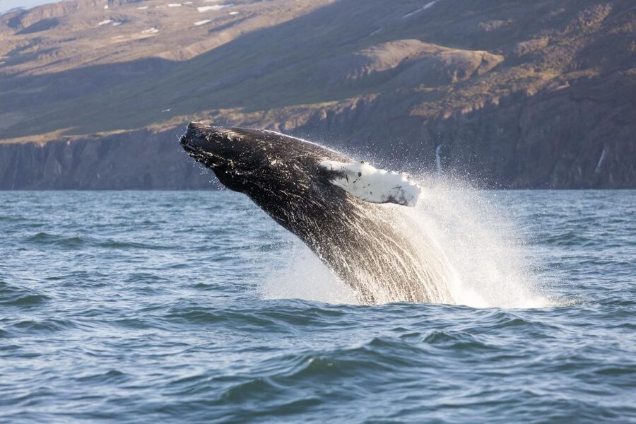 Húsavík: Big Whales and Puffin Island Speedboat Tour - Best time to go and what can change