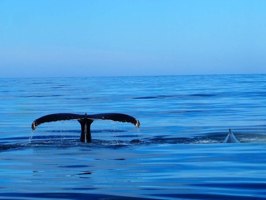 Húsavík: Big Whales and Puffin Island Speedboat Tour - Why Húsavík is a strong place for whale watching