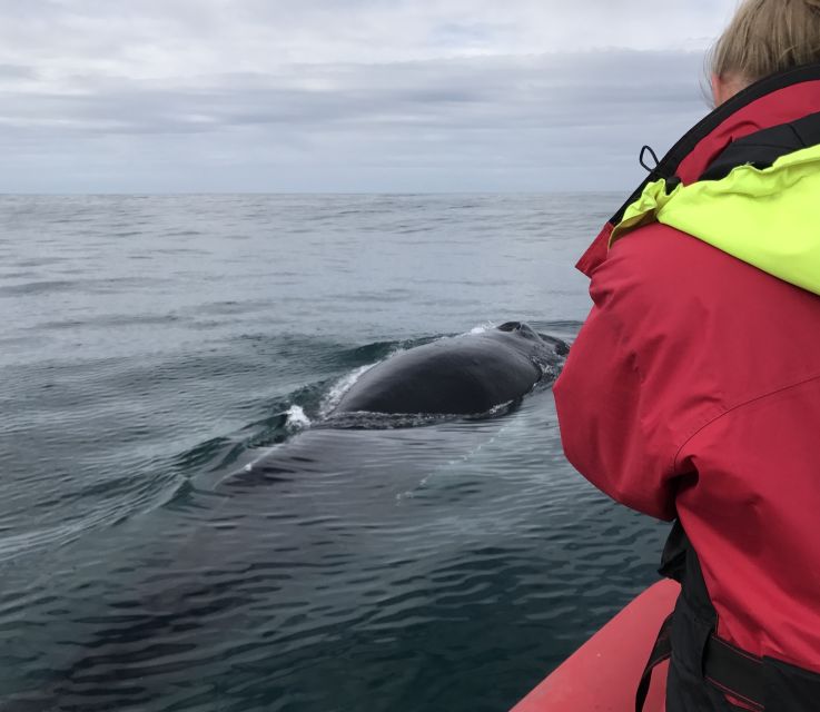 Húsavík: Big Whales and Puffin Island Speedboat Tour - Lundey, the island known for puffins