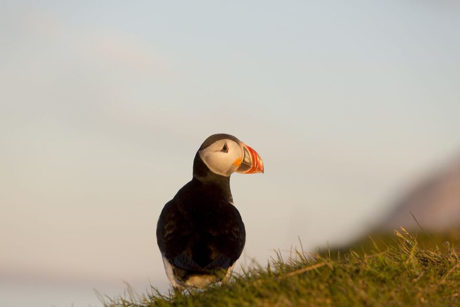 Húsavík: Big Whales and Puffin Island Speedboat Tour - Whale watching with guides who explain what you see