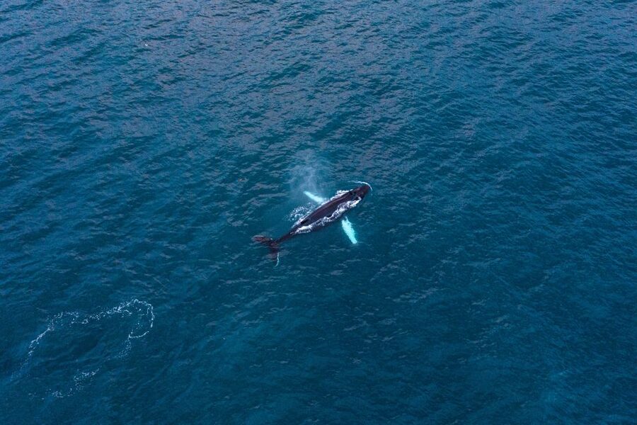 Húsavík: Big Whales and Puffin Island Speedboat Tour - Tjörnes Peninsula and the scenery around the bay