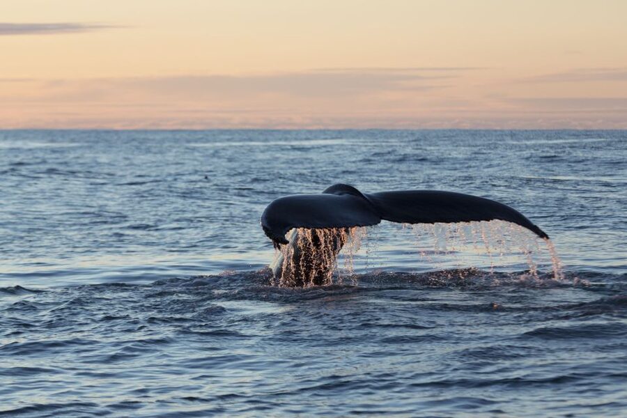 Húsavík: Big Whales and Puffin Island Speedboat Tour - Staying warm, dry, and comfortable