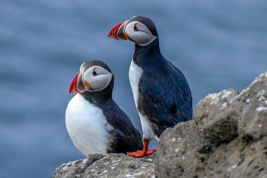 Húsavík: Big Whales and Puffin Island Speedboat Tour - Is $198 a fair price for two hours?