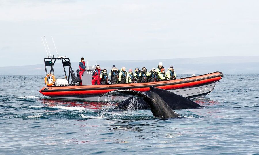 Húsavík: Big Whales and Puffin Island Speedboat Tour - At Hafnarstétt 11, the trip begins with a safety briefing