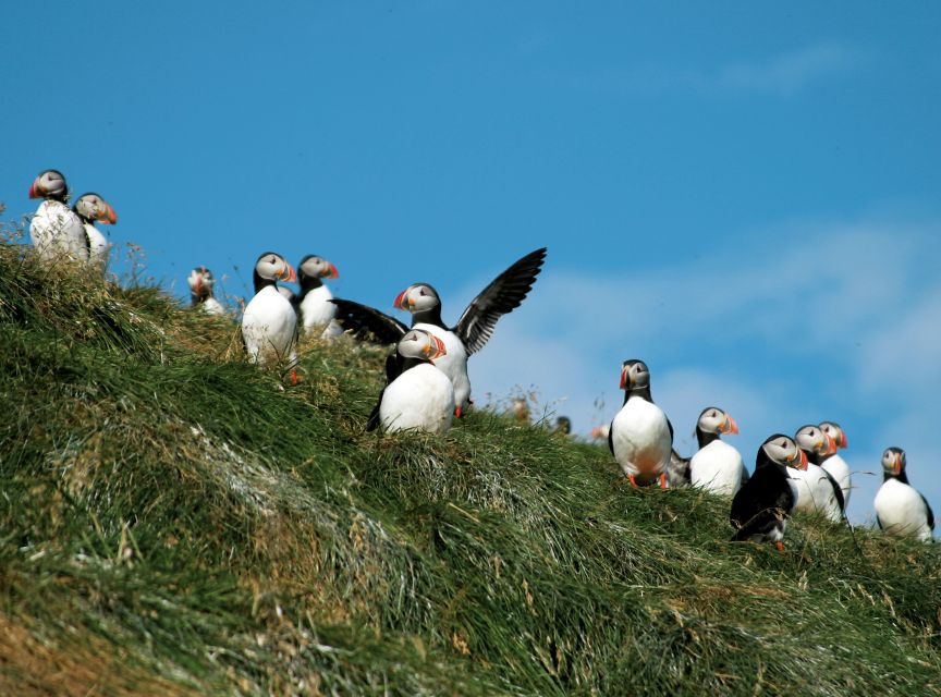 Húsavík: Whale-Watching Cruise and Puffins Guided Tour - Booking details worth knowing