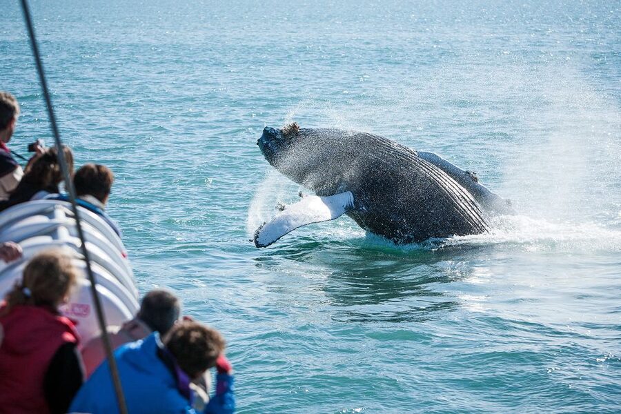 Húsavík: Whale-Watching Cruise and Puffins Guided Tour - The guide makes the quiet stretches worthwhile