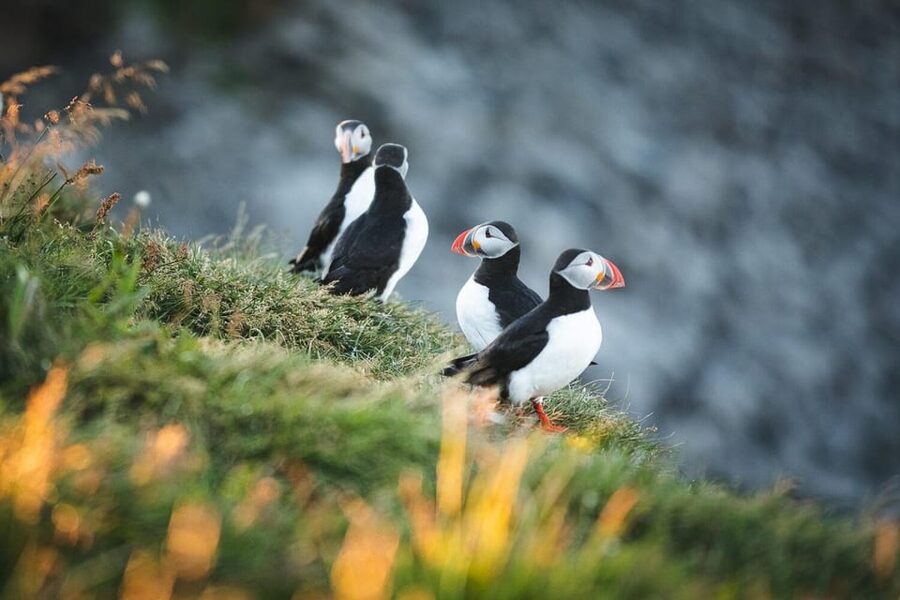 Húsavík: Whale-Watching Cruise and Puffins Guided Tour - Cold air, rough water, and warm overalls