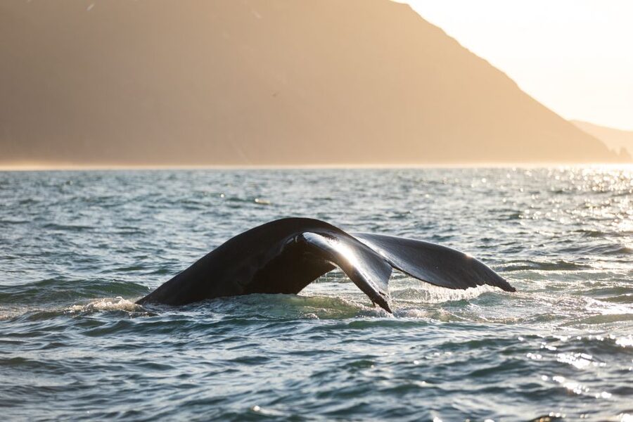 Húsavík: Whale-Watching Cruise and Puffins Guided Tour - Hot chocolate and cinnamon buns on the return