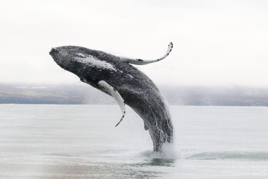 Húsavík: Whale-Watching Cruise and Puffins Guided Tour - Is $135 good value for three and a half hours?