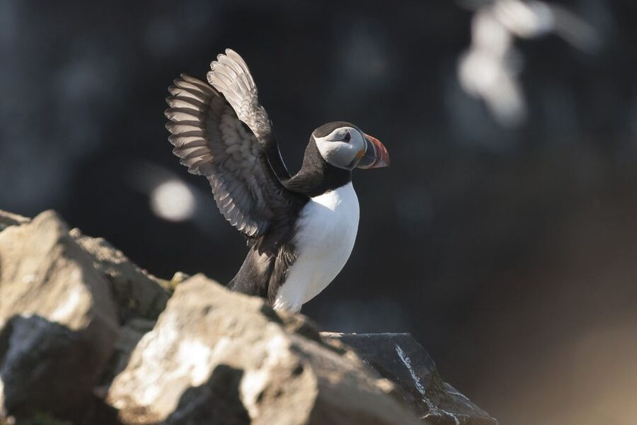 Húsavík: Whale-Watching Cruise and Puffins Guided Tour - Puffin Island and the limits of the view