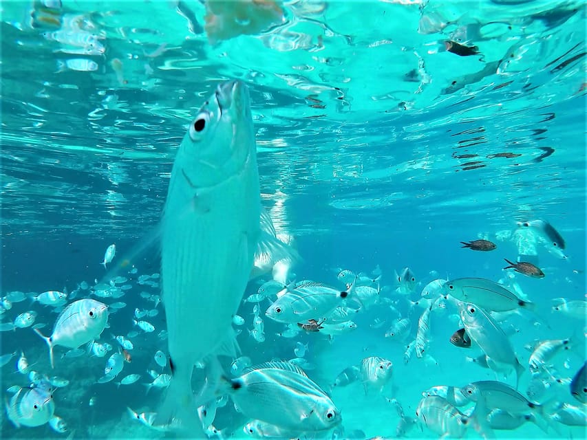 Ibiza: Snorkeling and SUP Paddle, Beach and Cave Boat Tour - Leaving San Antonio for Ibiza’s west coast