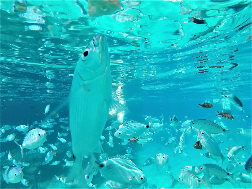 Ibiza: Snorkeling and SUP Paddle, Beach and Cave Boat Tour - Timing, meeting point, and practical limits