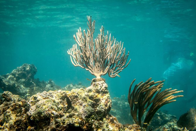 Icacos Deserted Island Catamaran, Snorkel, and Picnic Cruise - Snorkeling near Icacos, beautiful but not guaranteed