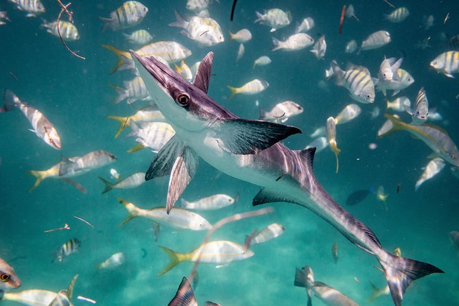 Icacos Deserted Island Catamaran, Snorkel, and Picnic Cruise - Is $138.50 a fair price?