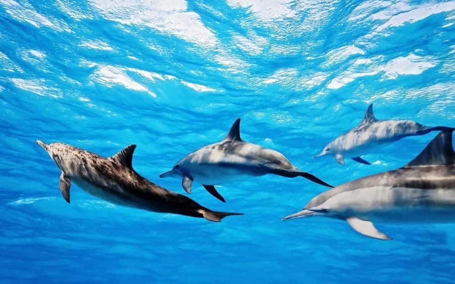 Île aux Bénitiers: Snorkeling w/Dolphins Boat Tour & Lunch - At a Glance: The Details That Matter