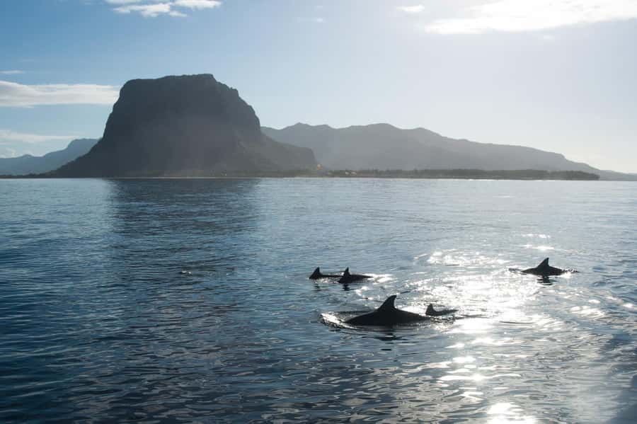 Île aux Bénitiers: Snorkeling w/Dolphins Boat Tour & Lunch - Swimming With Dolphins in the Southwest Lagoon