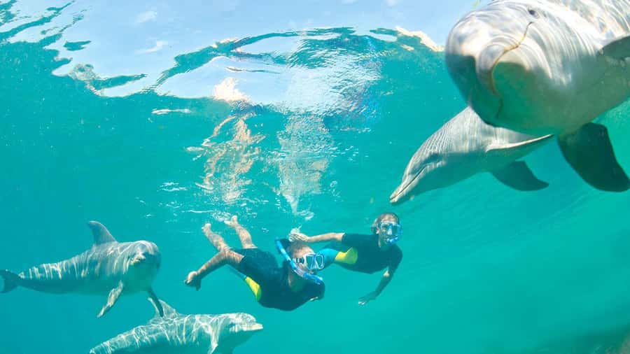 Île aux Bénitiers: Snorkeling w/Dolphins Boat Tour & Lunch - Speedboat Rules Before Meeting the Dolphins
