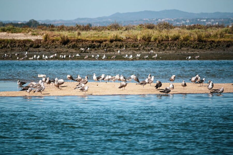 Isla Cristina/Isla Canela: Boat Trip Through the Marshes - Should You Book the Isla Cristina Marshes Trip?