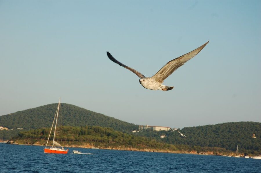 Istanbul: Princes' Islands Cruise w/Music, Lunch & Transfer - How much island time will you really get?
