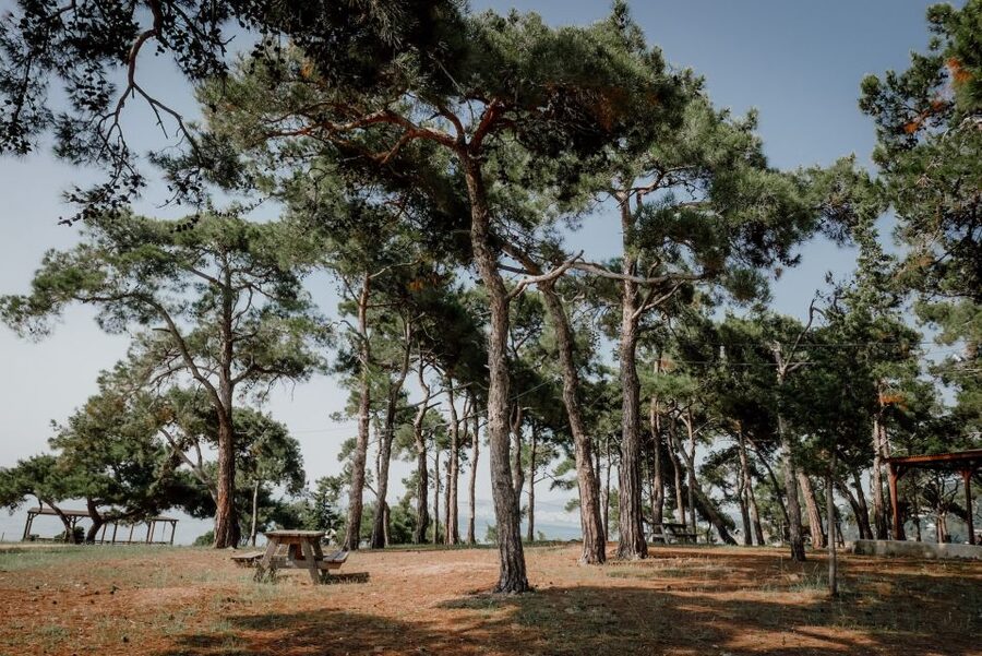 Istanbul: Princes' Islands Cruise w/Music, Lunch & Transfer - Is $34 good value?