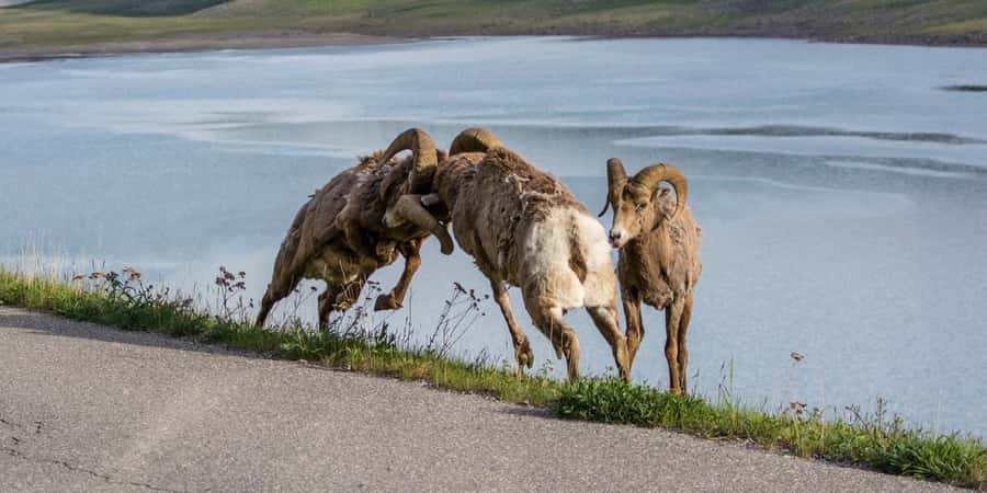 Jasper: Wildlife and Waterfalls Tour with Maligne Cruise - Who should book this experience?