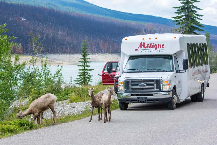 Jasper: Wildlife and Waterfalls Tour with Maligne Cruise - Why this Maligne Valley tour works so well