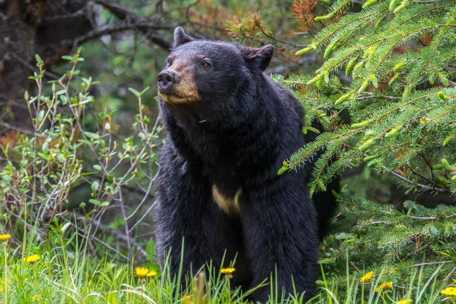 Jasper: Wildlife and Waterfalls Tour with Maligne Cruise - Maligne Canyon and the uncertain waterfall stop