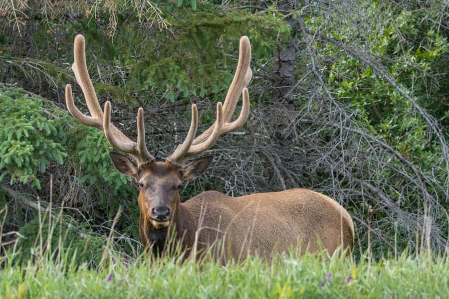 Jasper: Wildlife and Waterfalls Tour with Maligne Cruise - Medicine Lake and the disappearing water