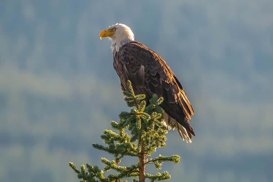 Jasper: Wildlife and Waterfalls Tour with Maligne Cruise - The 90-minute cruise to Spirit Island