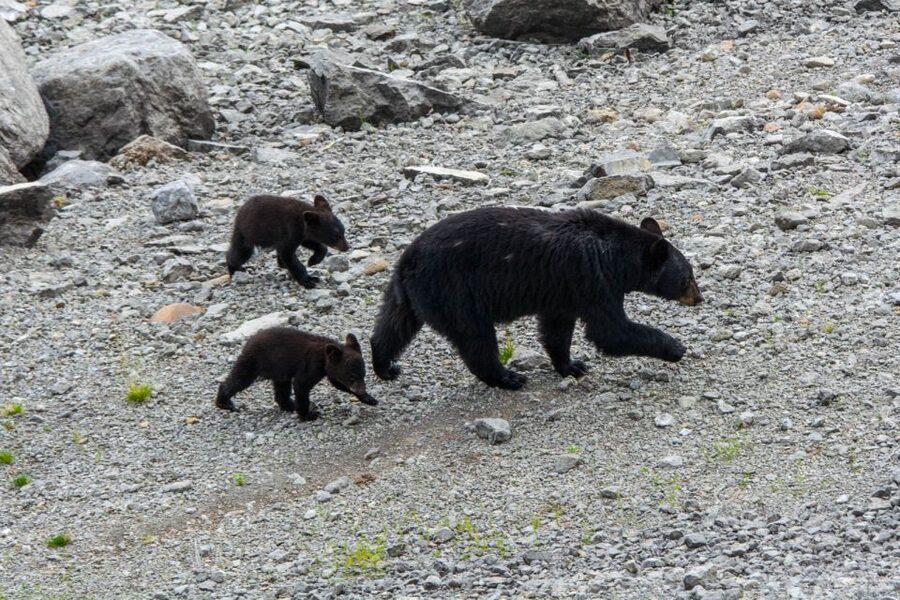 Jasper: Wildlife and Waterfalls Tour with Maligne Cruise - Is $155 a fair price?