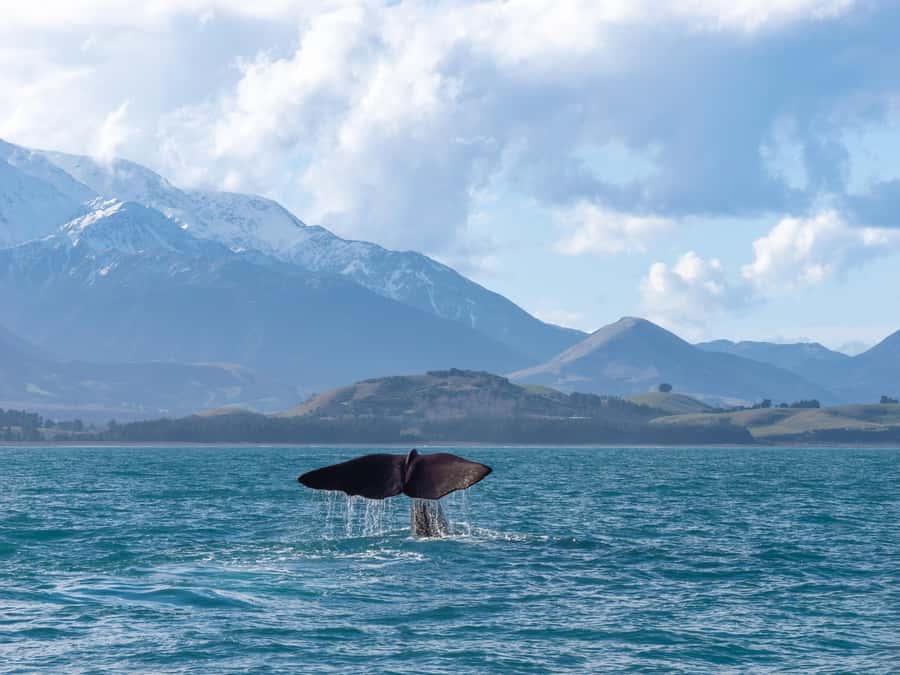Kaikoura: Whale Watching Cruise - Who should book this cruise