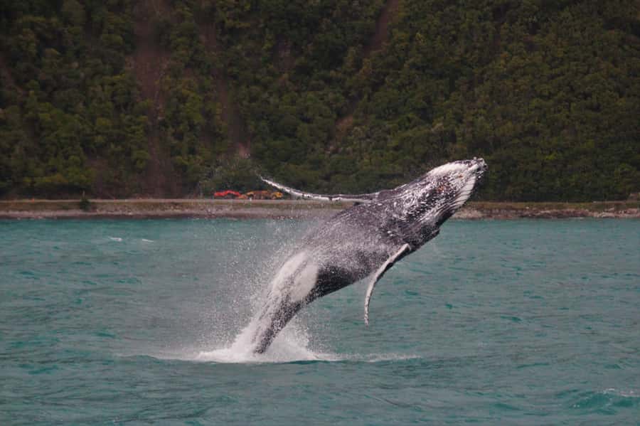 Kaikoura: Whale Watching Cruise - Why Kaikoura is such a good place for whale watching