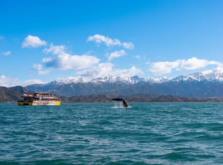 Kaikoura: Whale Watching Cruise - The catamaran ride: comfortable, fast, and sometimes rough