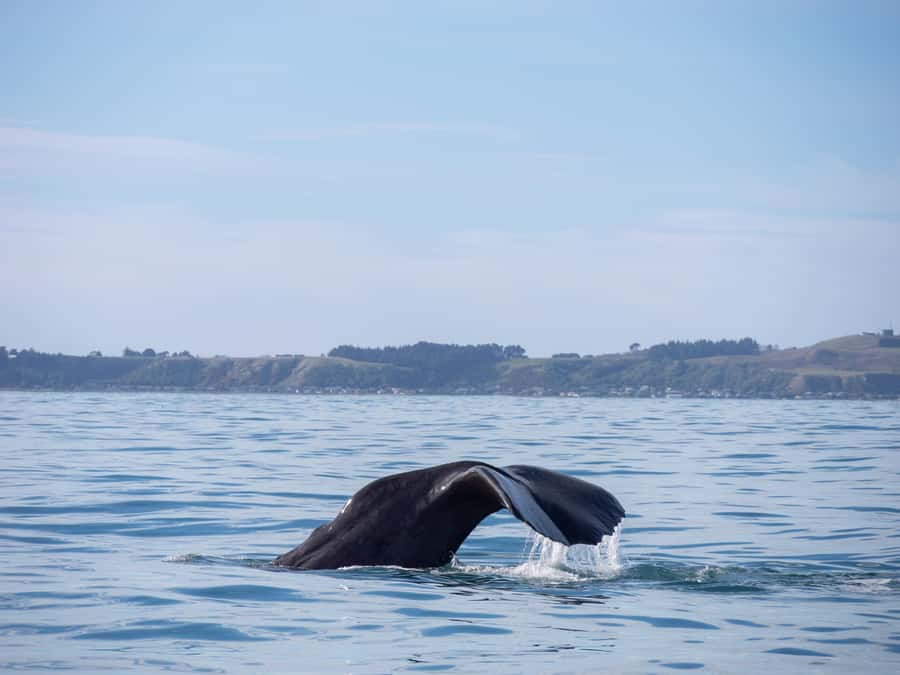 Kaikoura: Whale Watching Cruise - Dolphins, seals, and birds add variety