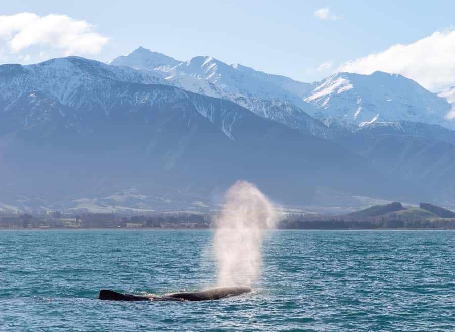 Kaikoura: Whale Watching Cruise - Commentary that connects science with Māori knowledge