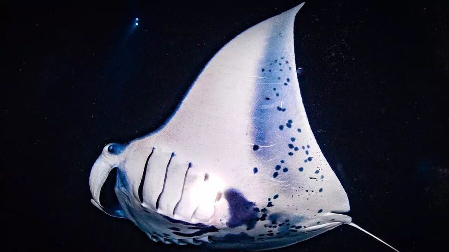 Kailua-Kona: Manta Ray Watching Nighttime Boat Trip - Setting out from Honokohau Harbor after dark