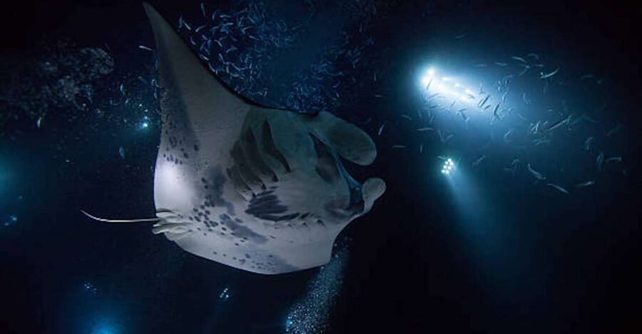 Kailua-Kona: Manta Ray Watching Nighttime Boat Trip - Choosing between the boat and the water