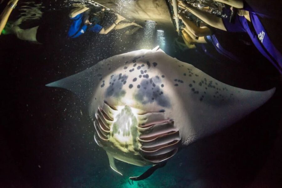 Kailua-Kona: Manta Ray Watching Nighttime Boat Trip - The main event, manta rays under the lights