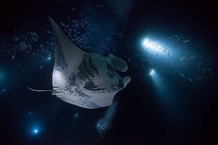 Kailua-Kona: Manta Ray Watching Nighttime Boat Trip - A short briefing about Kona’s manta rays