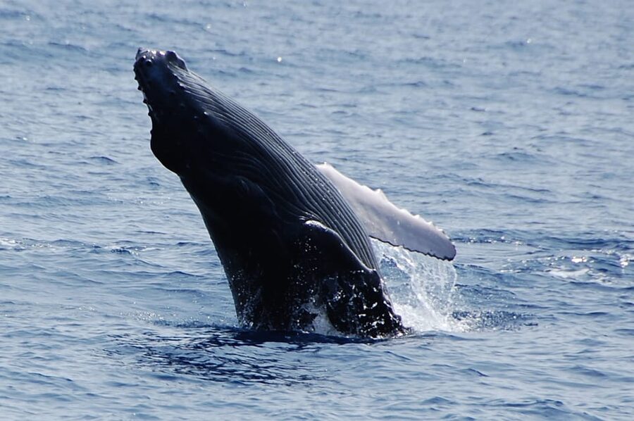 Kailua-Kona: Whale Watching Cruise on the Big Island - Key things to know before you book