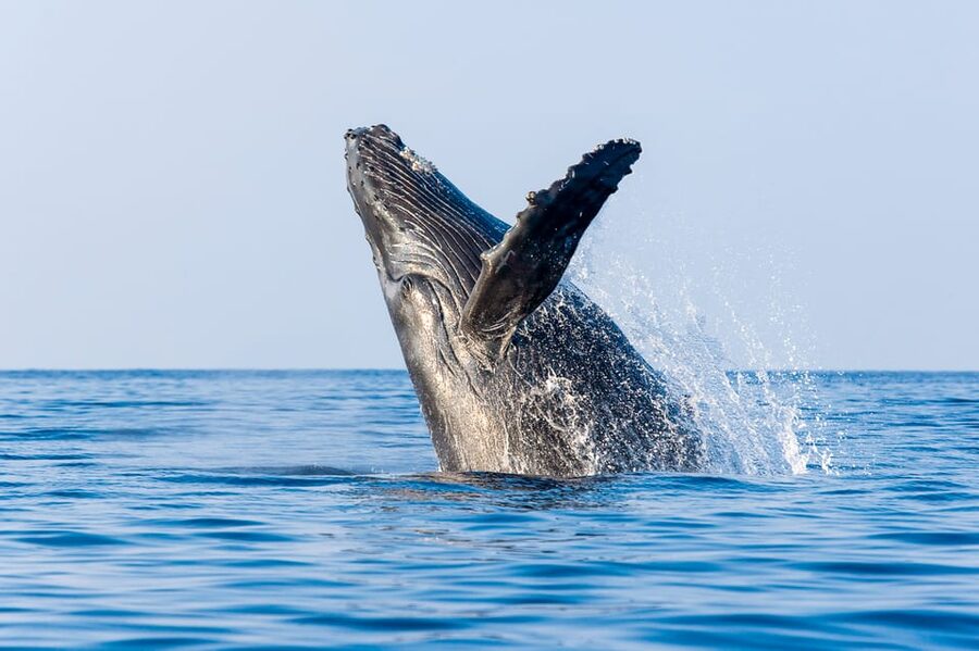 Kailua-Kona: Whale Watching Cruise on the Big Island - Why Hawaii is a winter nursery for humpbacks