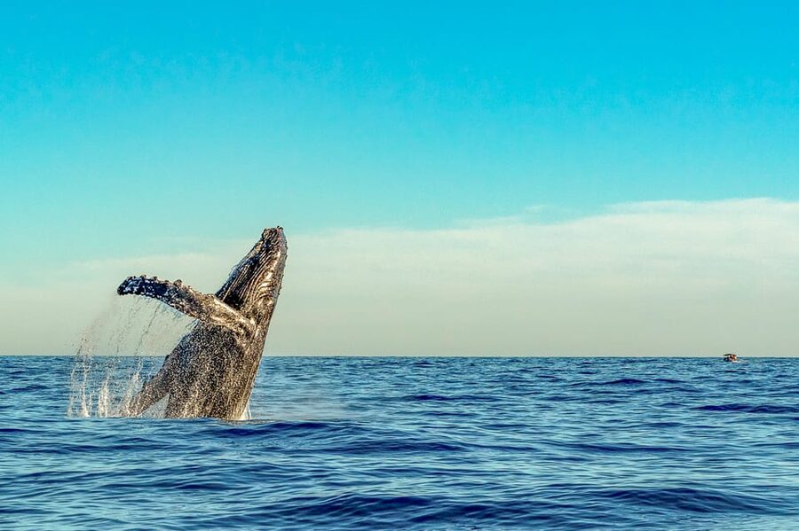 Kailua-Kona: Whale Watching Cruise on the Big Island - The first minutes on the water