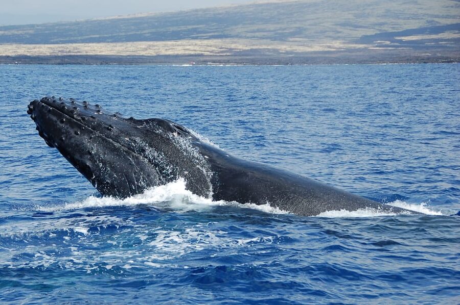 Kailua-Kona: Whale Watching Cruise on the Big Island - Hearing the whales through the hydrophone