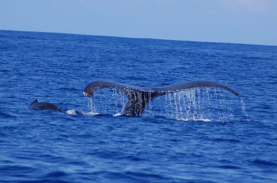 Kailua-Kona: Whale Watching Cruise on the Big Island - What the crew adds to the outing
